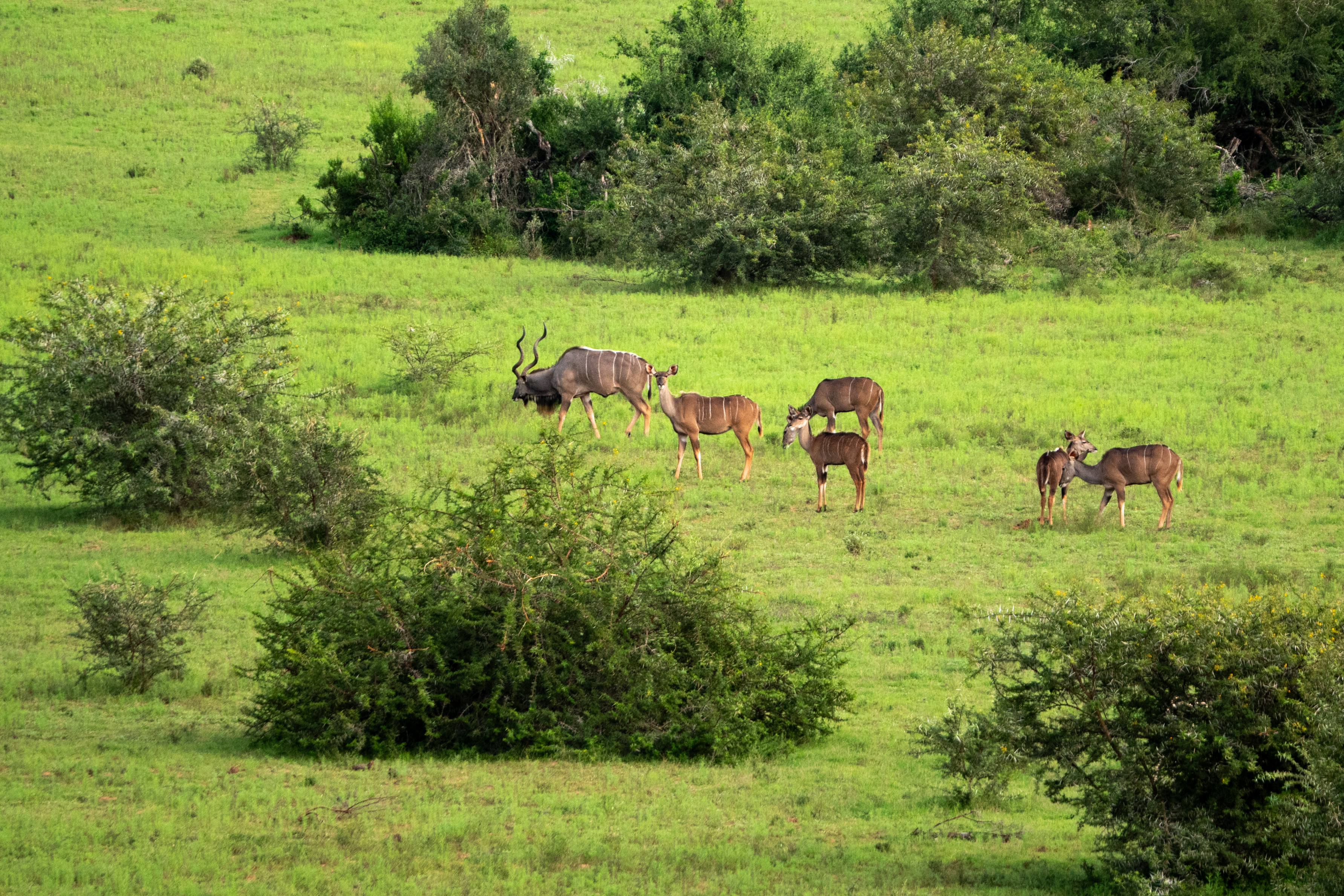 Kudus